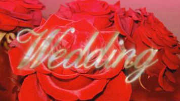 proDAD Adorage Wedding